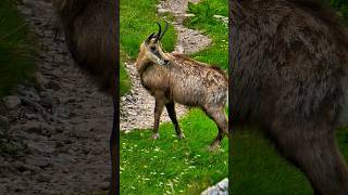 Chamois  Lac de Trécolpas short francenature nature animals travel [upl. by Marys]