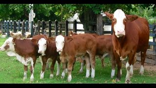 Cría de ganado Simmental para la producción de Leche  TvAgro por Juan Gonzalo Angel [upl. by Hoffman]