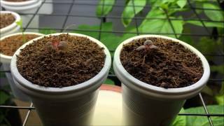 How To Grow Beautiful Lolla Rossa Lettuce Indoors From Seed  Part 1 of 4 [upl. by Adnolor]