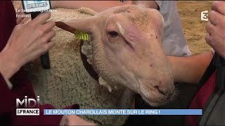 ANIMAUX  Le mouton charollais monte sur le ring [upl. by Glanville53]