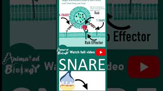 SNARE complexes and vesicle fusion  Cell bio in 1 minutes [upl. by Eibmab805]