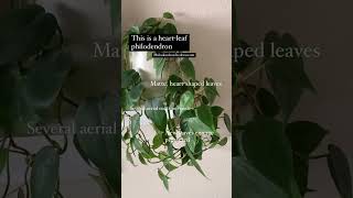 Pothos vs HeartLeaf Philodendron  Vining Plants [upl. by Anna-Diane]