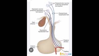 Connection between hypothalamus and anterior pituitary [upl. by Horgan]