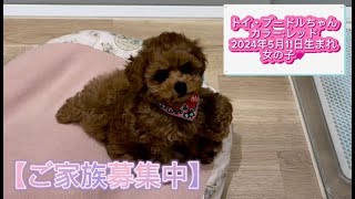 トイ・プードルちゃん（2024年5月11日生まれ）【DogampCatFえふ】 [upl. by Yltneb]