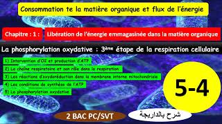 La phosphorylation oxydative شرح بالداريجة partie 54 [upl. by Ahsikym97]