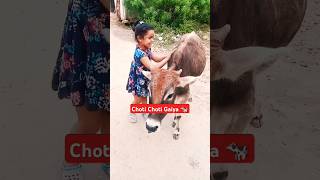 Cow Shorts New 🐄  Gaiya Wala🐮  Ranjan Pandey  shorts gaiyawalababa animal gaay youtubeshorts [upl. by Vance]