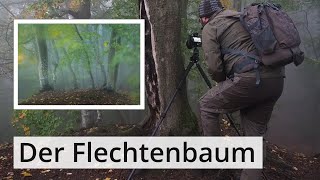 Landschaftsfotografie Ein BAUM voller Flechten im SIEBENGEBIRGE im NEBEL und die BEARBEITUNG [upl. by Silera]