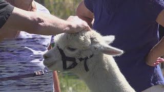 LeClaire farm celebrates National Alpaca Farm Day [upl. by Alleciram]