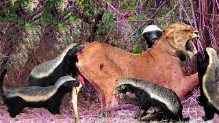 OMG Lion Lost Miserably In The Battle With The Honey Badger► This Is Why Honey Badgers Are Immortal [upl. by Salvucci249]