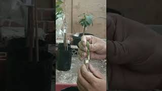 Sambung pucuk mangga grafting graftingmangga topworking bibitmangga [upl. by Stefan]