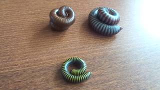 My 3 species of millipedes [upl. by Enileme]