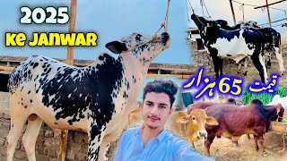 Peshawar Maweshi Mandi after Bakra Eid 2024  2025 keliye bachre aagaye 😍  Abbas Jamil [upl. by Ardnalahs]