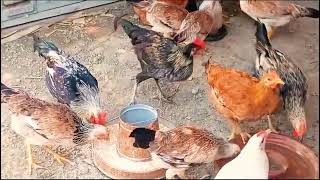 Poultry Farming Business Plan How to Protect Your Chicks Against Coccidiosis [upl. by Aihtnic885]