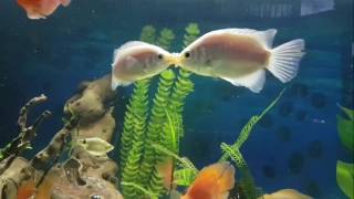 Kissing gourami breeding or fighting behaviour [upl. by Derinna]