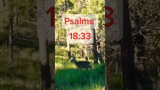 Morning Time Scripture Psalms 1833naturedeercreationforyou forest runningwithgod2677shorts [upl. by Nilreb]