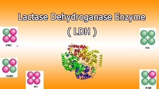 Lactate dehydrogenase enzyme  Clear Over View [upl. by Nailuj]