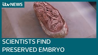 Scientists discover preserved embryo inside 66 millionyearold fossilised dinosaur egg  ITV News [upl. by Enrica]