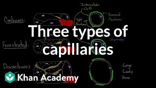 Three types of capillaries  Circulatory system physiology  NCLEXRN  Khan Academy [upl. by Nadeau783]