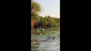 Corroboree Billabong The Park Tavern Camping Grounds with Brutus the Croc and the Wetlands Cruise [upl. by Morie546]