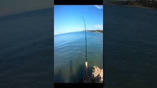 Sabiki Rig Fishing For Jack Crevalle St Elizabeth Jamaica [upl. by Chemaram578]