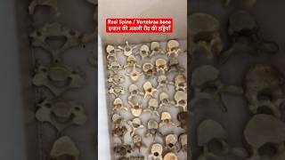 इन्सान की असली रीढ़ की हड्डियाँ  Human Real Spine  Vertebral bone Cervical Lumbar viral shorts [upl. by Seaman]