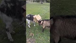 olssons funnygoat playfulgoats goatfarm farmlife goathusbandry goatfarming [upl. by Anivek]