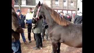 Paardenmarkt Lottum 2012 [upl. by Analim931]