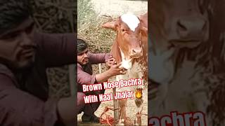 Brown Nose Bachra With Naaf Jhalar🔥youtubeshorts bakraeidspecial cowmandi millionviews [upl. by Kcirdorb]