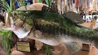 Largemouth Bass Custom Fishmount  Gray Taxidermy Fishmounts Custom fish reproductions [upl. by Ettenay]