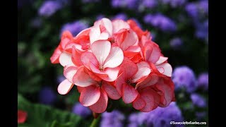 How to Overwinter Geraniums Pelargoniums Everyone Can Grow A Garden 2018 35 [upl. by Aivle341]