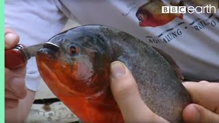 Holding a Red Bellied Piranha  Ultimate Killers  BBC Earth [upl. by Akirea191]