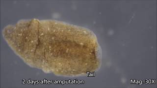 Planaria Regeneration Timelapse [upl. by Ina]