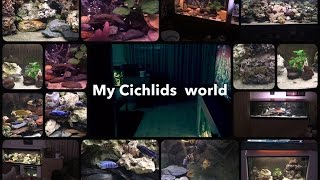 My Cichlids world [upl. by Otilrac751]