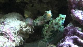 Synchiropus picturatus Spotted mandarin fish pair [upl. by Biel]