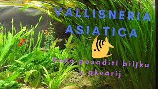 Kako posaditi biljku u akvarij Vallisneria asiatica [upl. by Maleen]