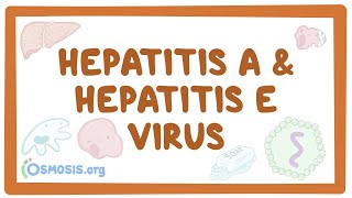 Hepatitis A and hepatitis E virus  causes symptoms diagnosis treatment pathology [upl. by Iztim]