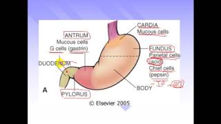 pathology  dr Dhaymaa  Stomach 1  Gastritis amp Peptic ulcers المعده [upl. by Jolene]