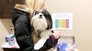 Shih Tzu Visits Veterinarian  Treatment For Dog’s Ear Irritation [upl. by Neelyk]