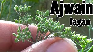 How to Grow Ajwain From Seeds  First Video on Youtube With Result Urduhindi [upl. by Ridglea]