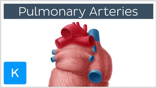 Pulmonary Arteries  Location amp Function  Human Anatomy  Kenhub [upl. by Boote]