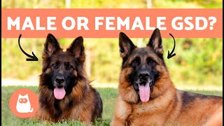 Differences Between Male and Female GERMAN SHEPHERDS 🐕 Which to Adopt [upl. by Pufahl992]