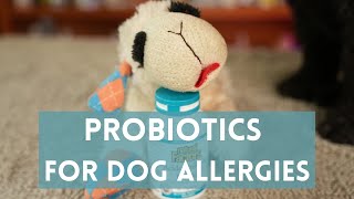 Probiotics to Stop Itching in Dog Allergies [upl. by Idyh]