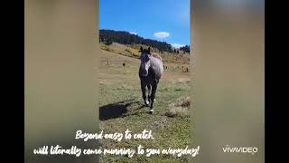 quotGooberquot 2016 Gray Gelding AQHA quotTruman Zip Jagnotoequot [upl. by Katlaps]