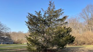 Eastern Red Cedar Juniperus virginiana is the weediest of all coniferous evergreens [upl. by Arielle]