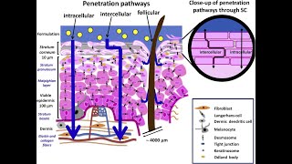 LEC 2 Components of epidermis amp dermis of human skin  Routes of penetration of drugs شرح بالعربي [upl. by Apollus]