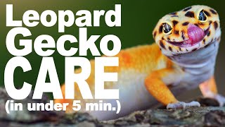 Complete Leopard Gecko Care Guide [upl. by Ecnatsnok609]