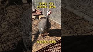 Female guinea fowl sound [upl. by Aicella]