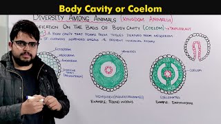 Understanding the Body Cavity Coelom In animals [upl. by Thomson584]