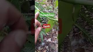 Vanila planifolia hutan klanceng vaniliindonesia [upl. by Mulford]