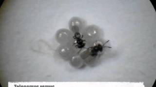 Trichogramma and Telenomus  egg parasitoid foraging behavior  competition [upl. by Pegma974]